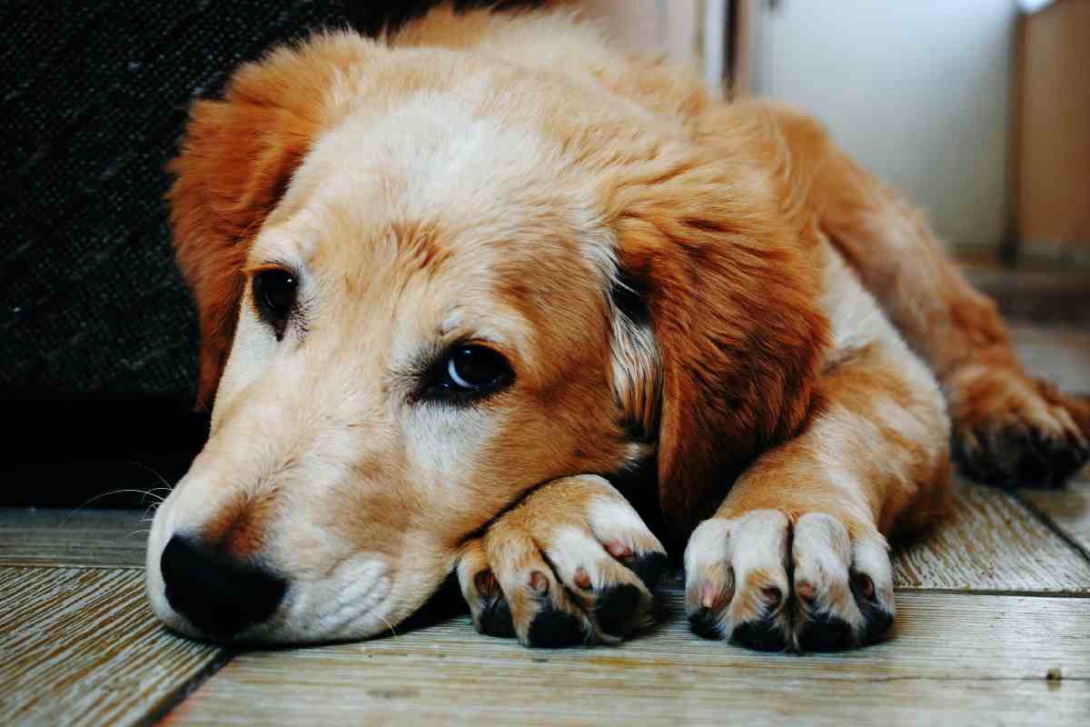 Carne di cane, quali sono i progressi al riguardo?