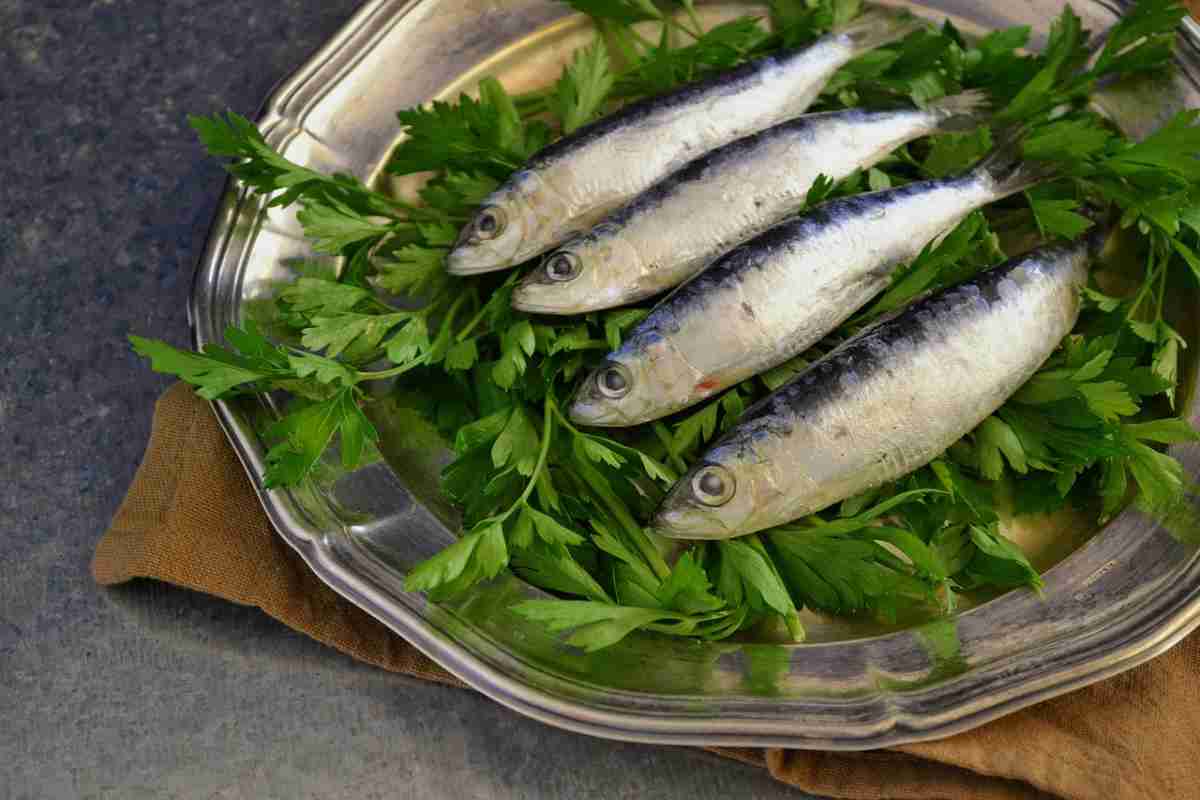 Giornata Nazionale delle Sardine