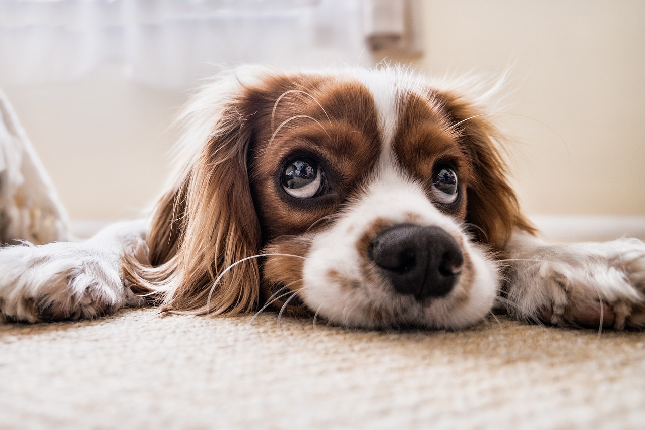 ecco cosa non dare al proprio cane