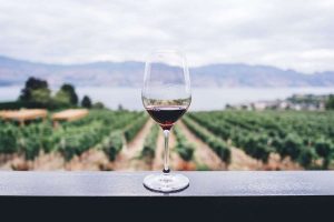 produrre vino