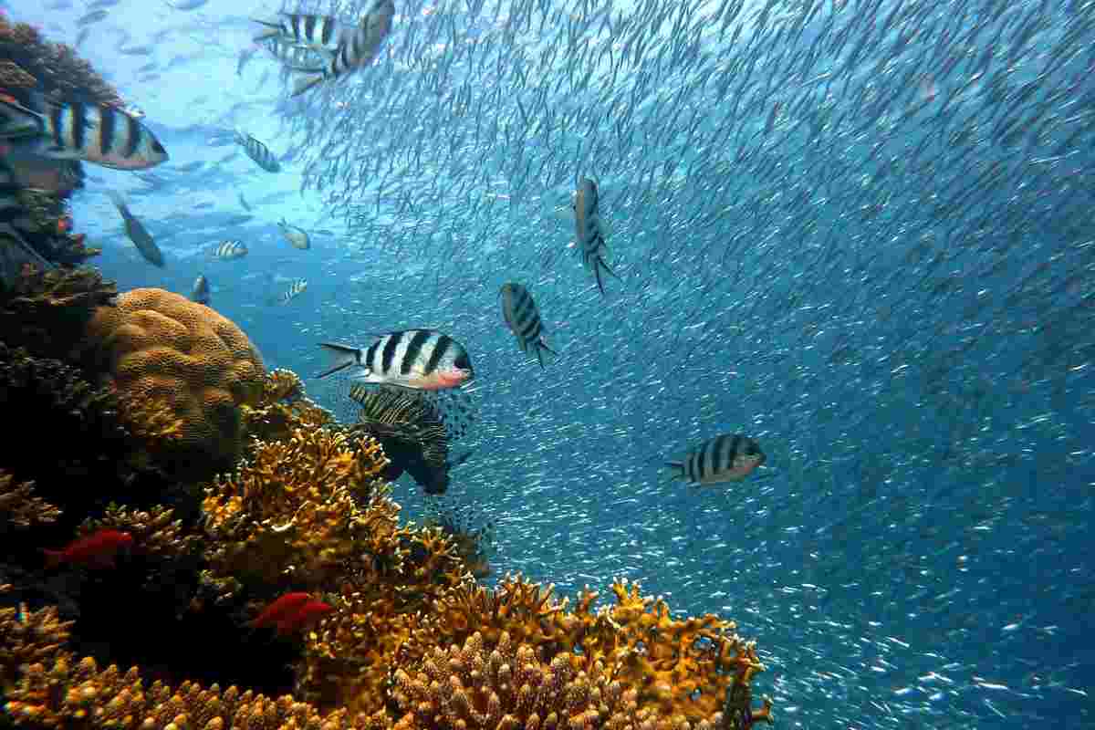 I migliori fondali marini per fare snorkeling