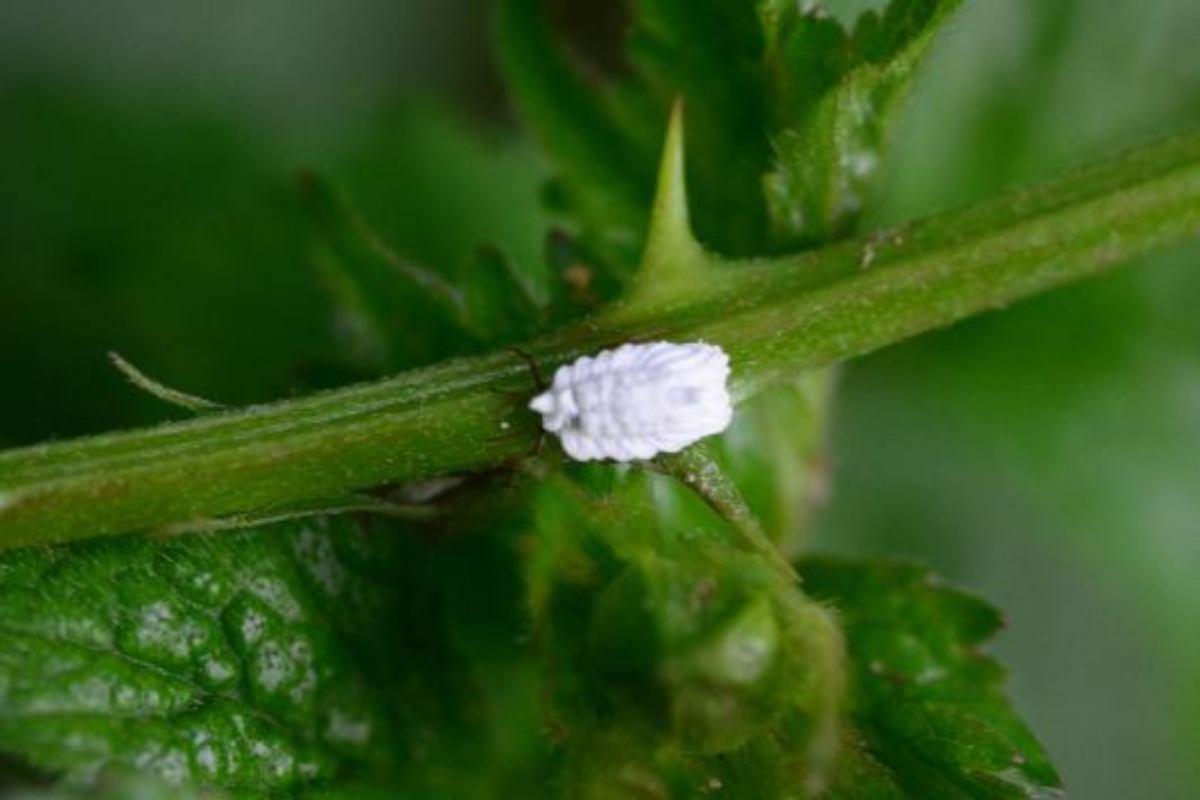 come combattere l'infestazione di cocciniglia sulle piante