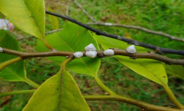 come combattere l'infestazione di cocciniglia sulle piante